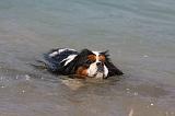 CAVALIER KING CHARLES 644